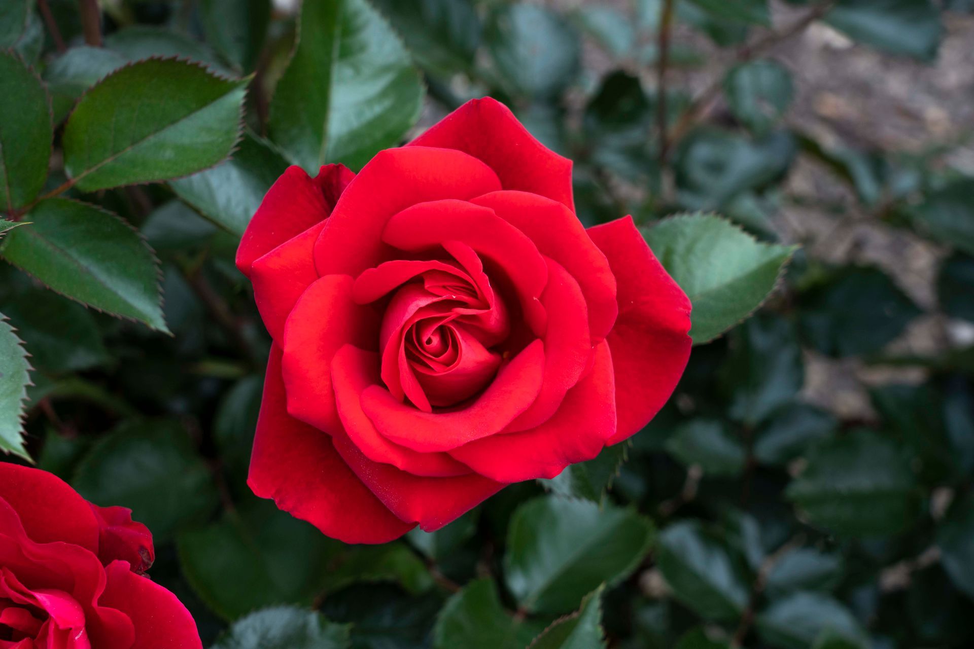 Links to page with information about Ruby Red Rose