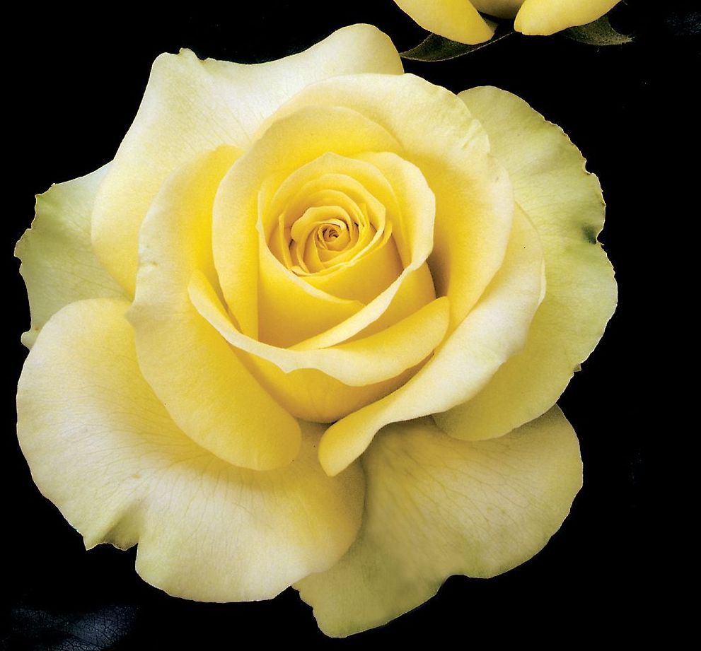 St patrick rose
