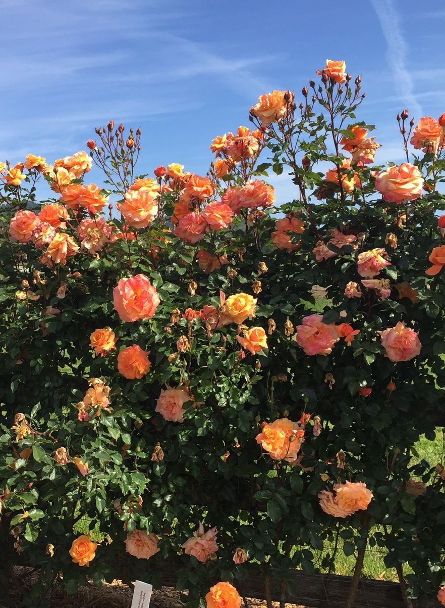 Arborose® Tangerine Skies Rose Bush