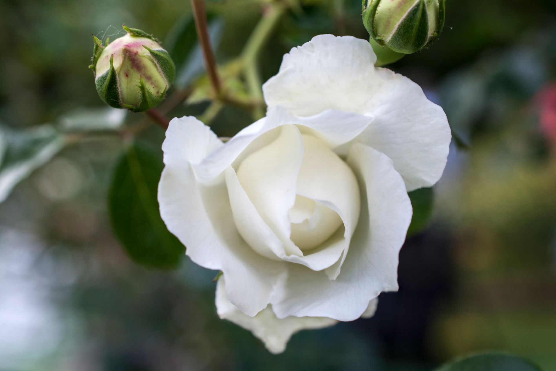 Links to more information on the White Dawn rose