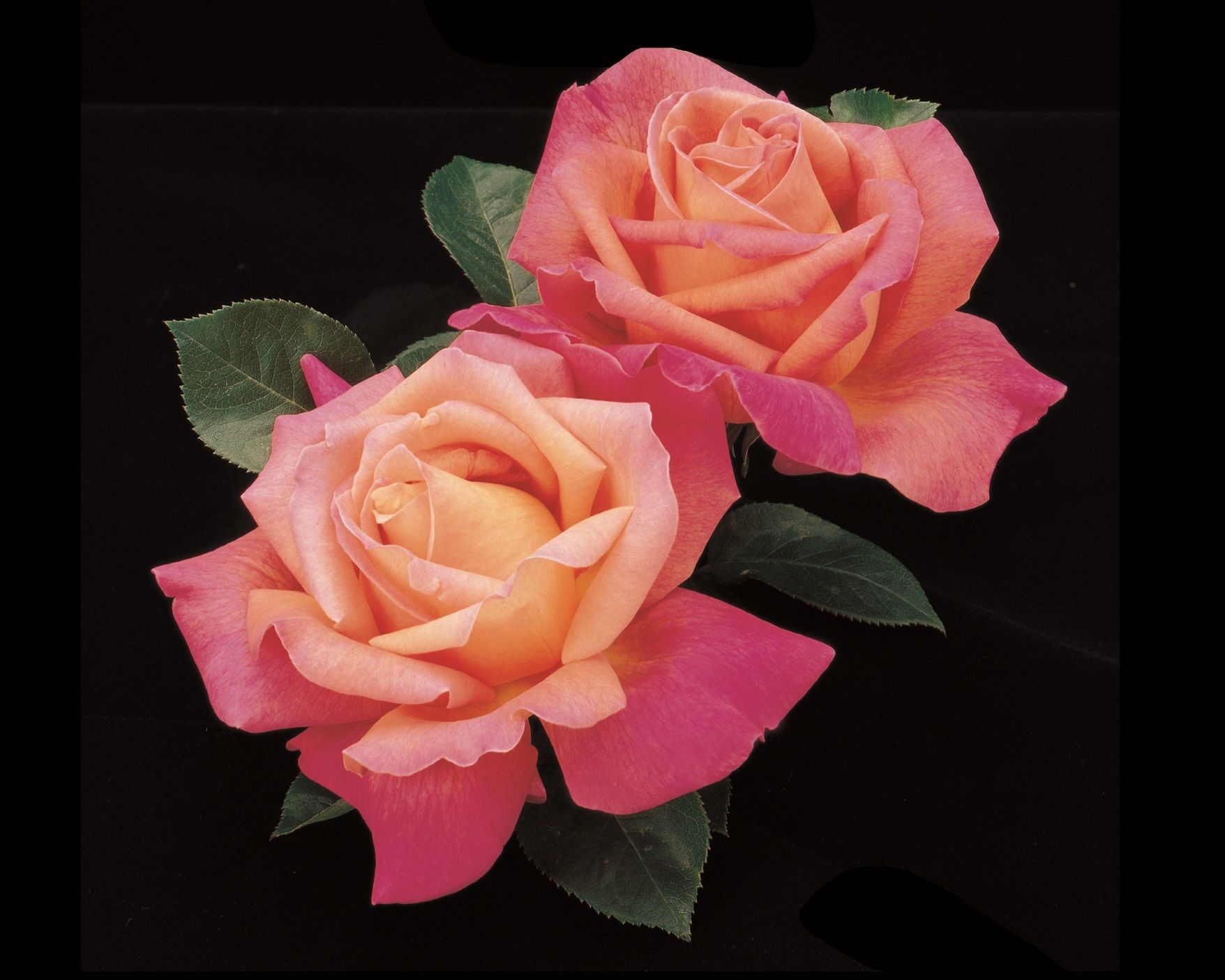 Chicago Rose