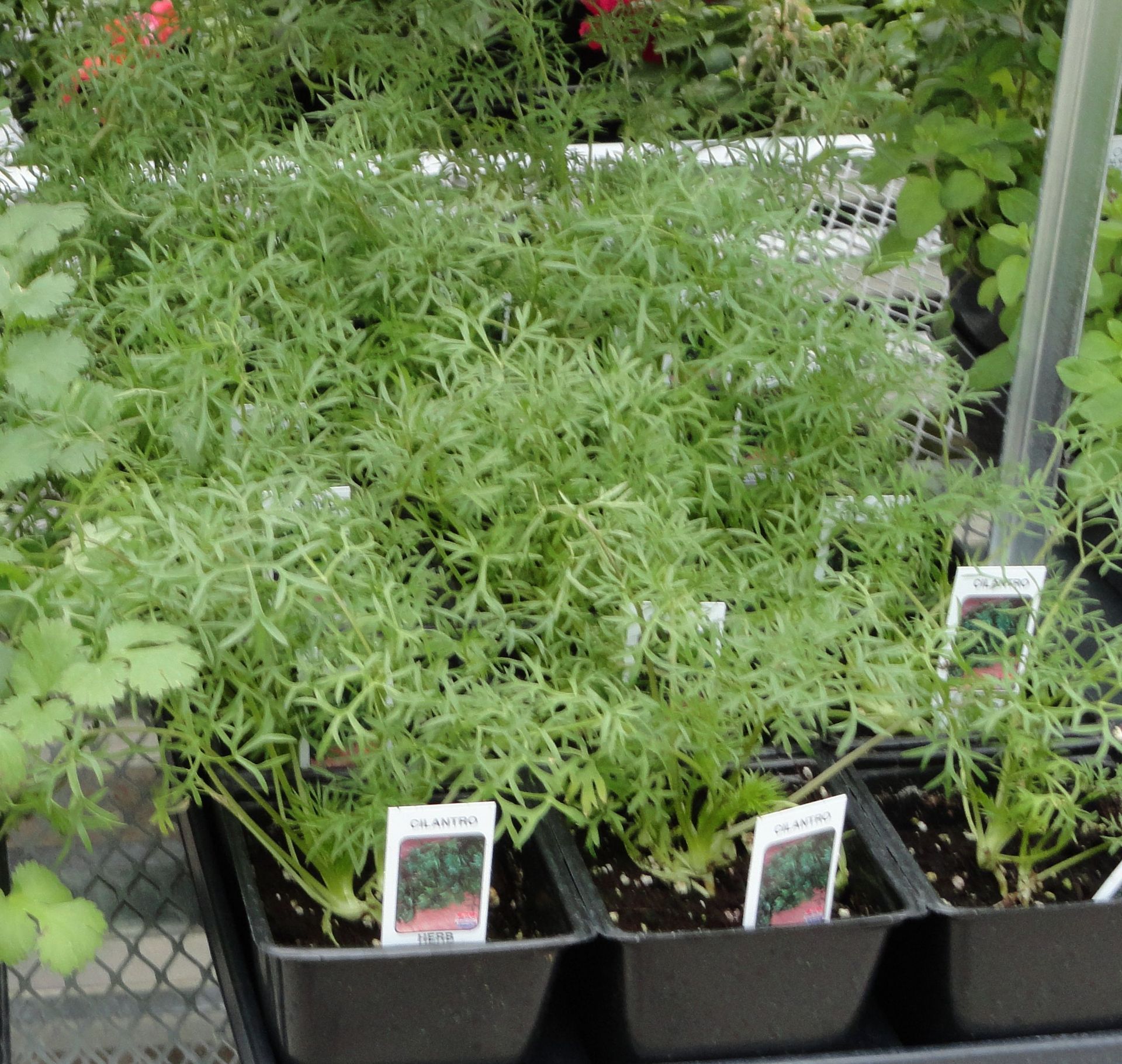 links to more information about herbs