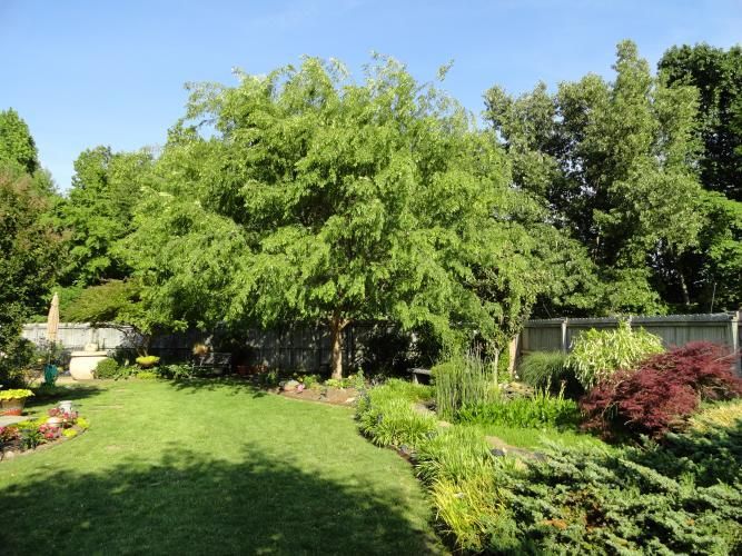 links to more information about trees