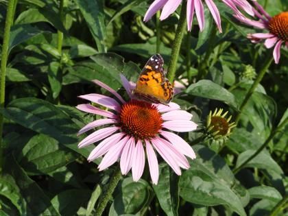 Links to more information about Perennials
