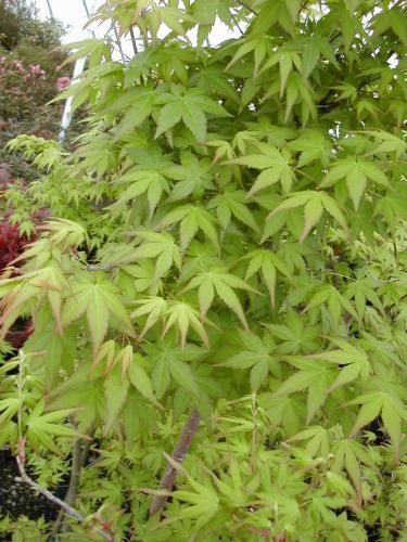 Green Japanese Maple