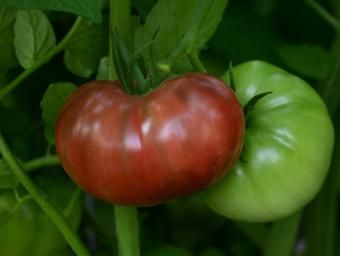 heirloom tomatos