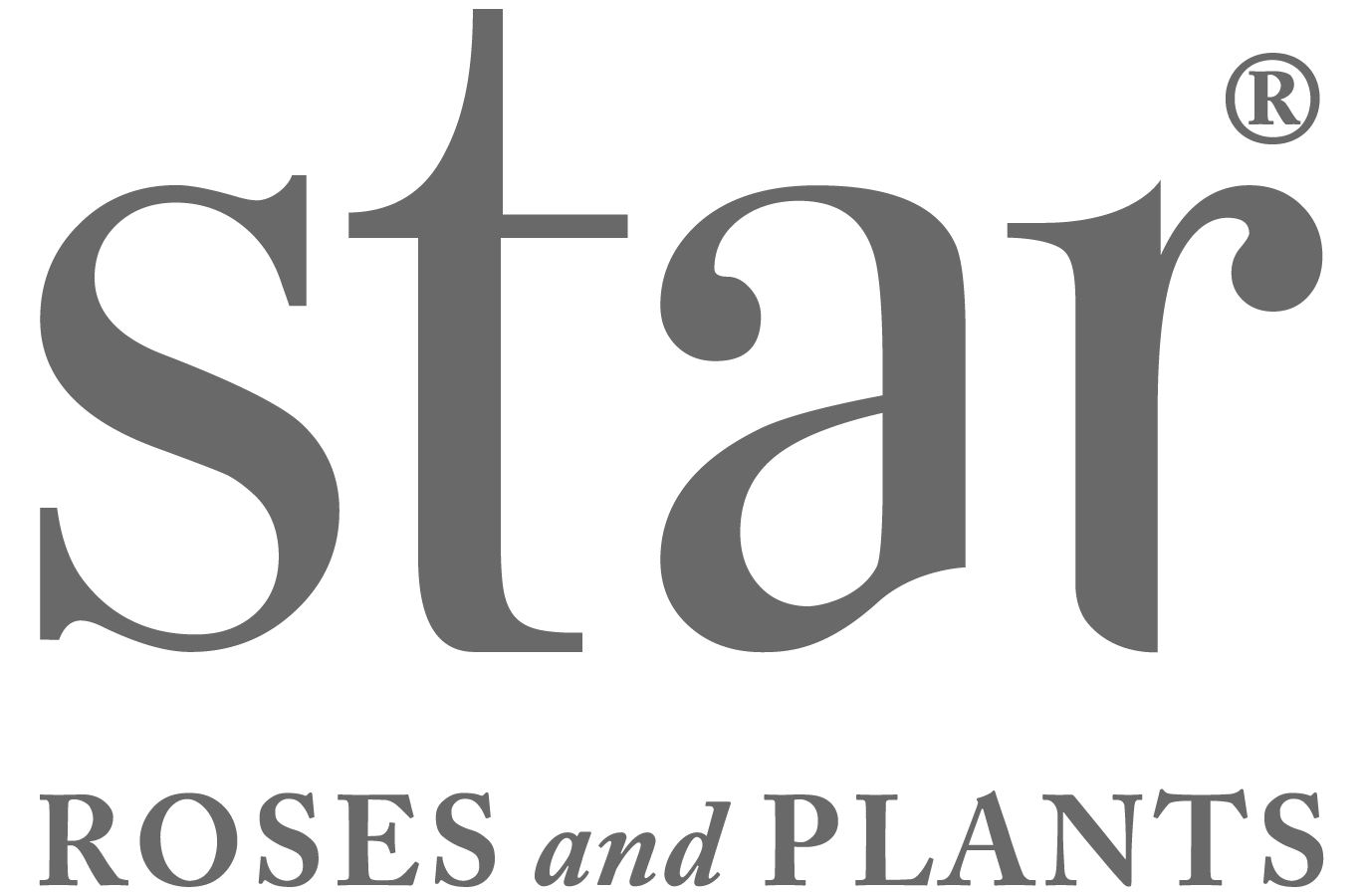 Star Roses Logo
