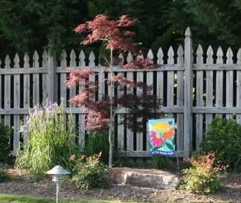 Upright red Japanese Maple