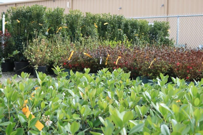 Links to more information about Shrubs