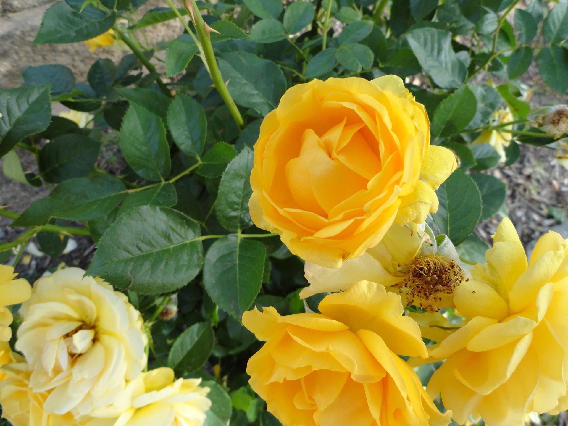 julia child rose