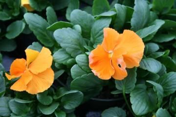 orange pansy