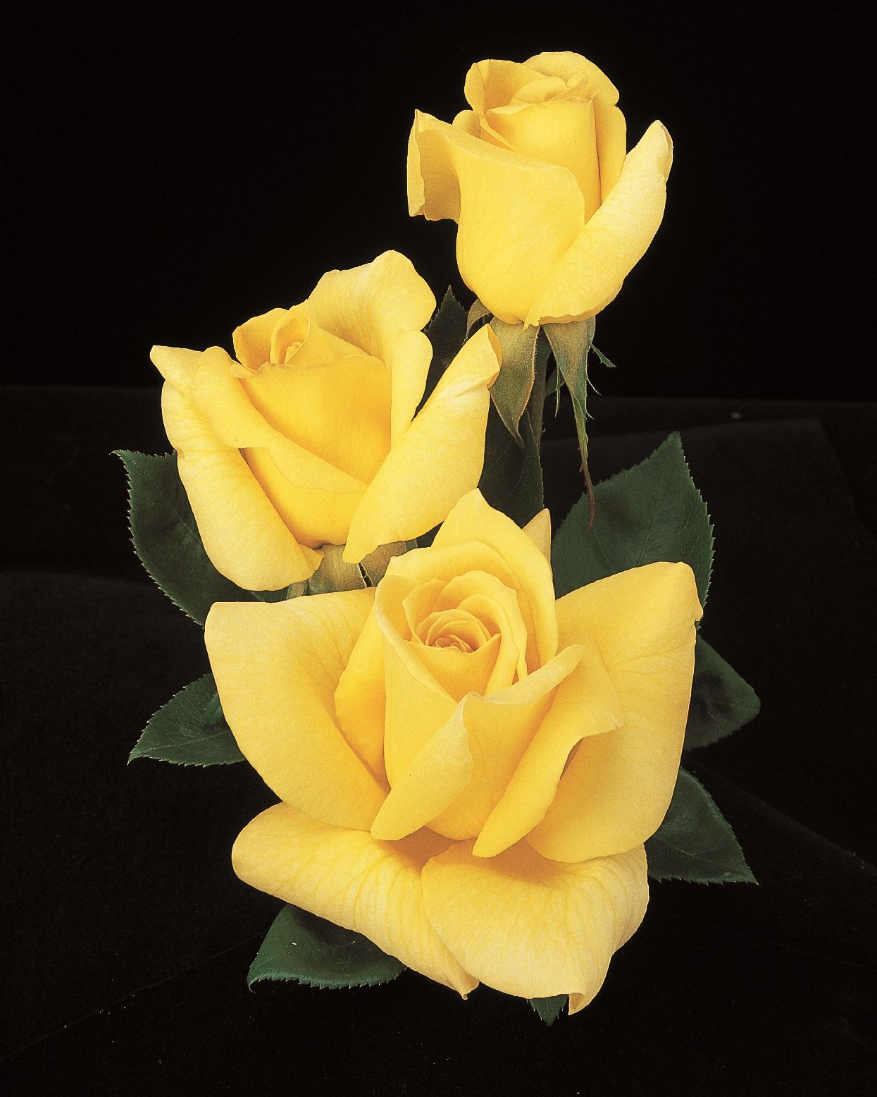 Oregold rose