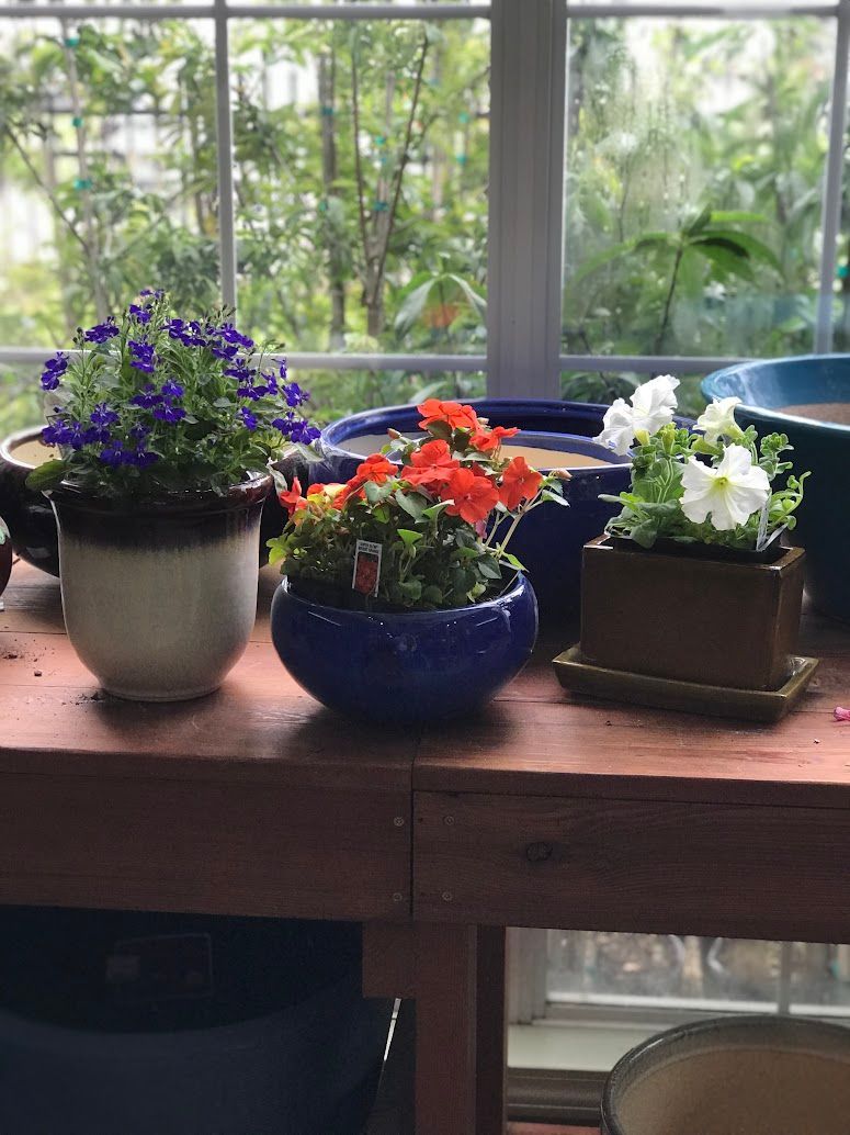 Flowers in pots on a wooden shelf in front of a window, various colors including purple, red, and white.