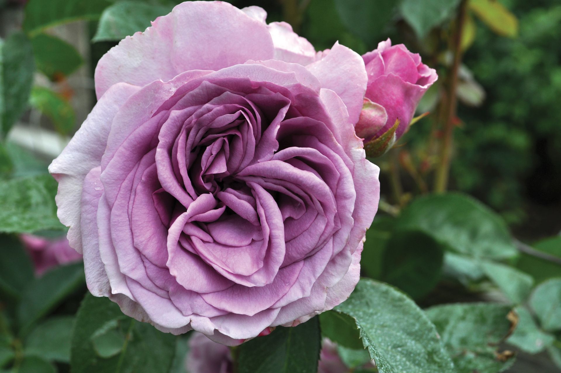 Quicksilver Rose