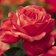 Tropicana rose