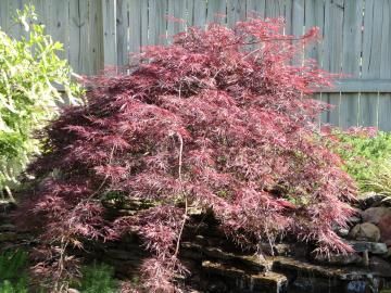 Links to more information about Shrubs