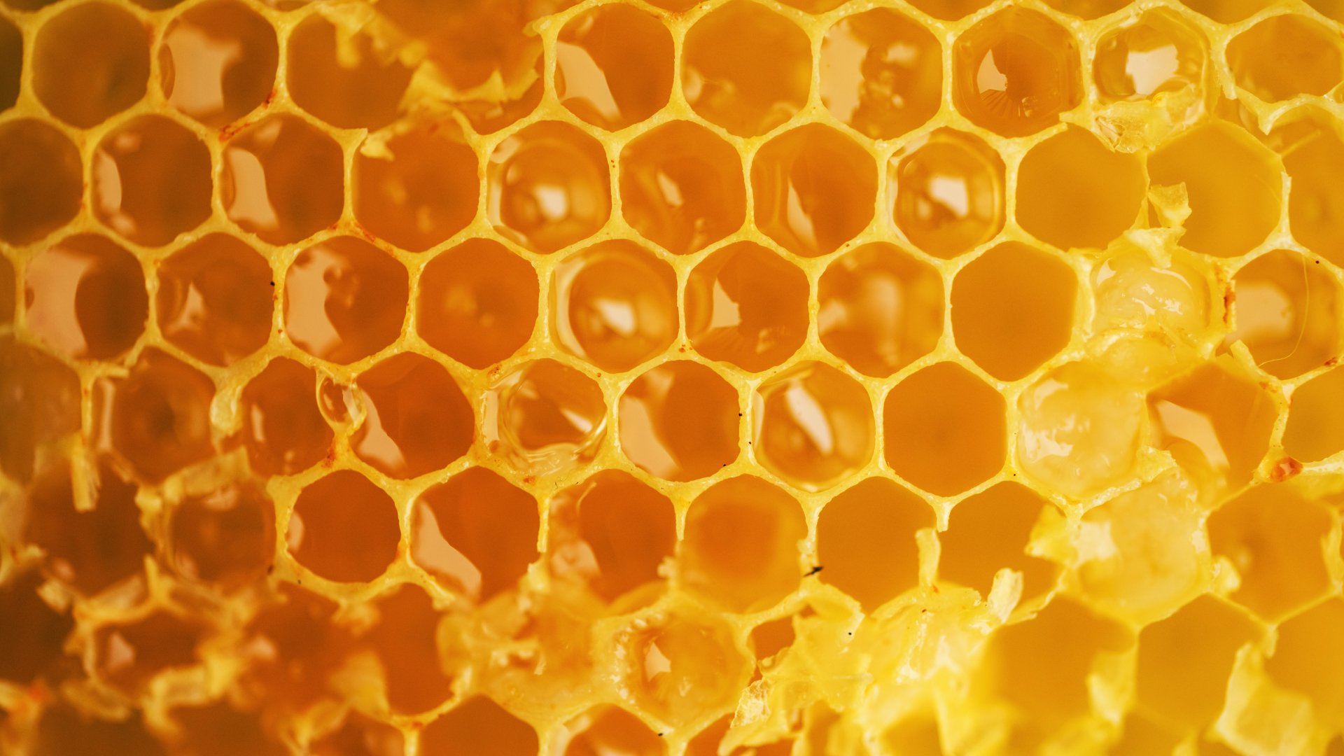 Close-up of golden honeycomb with hexagonal cells and glossy honey