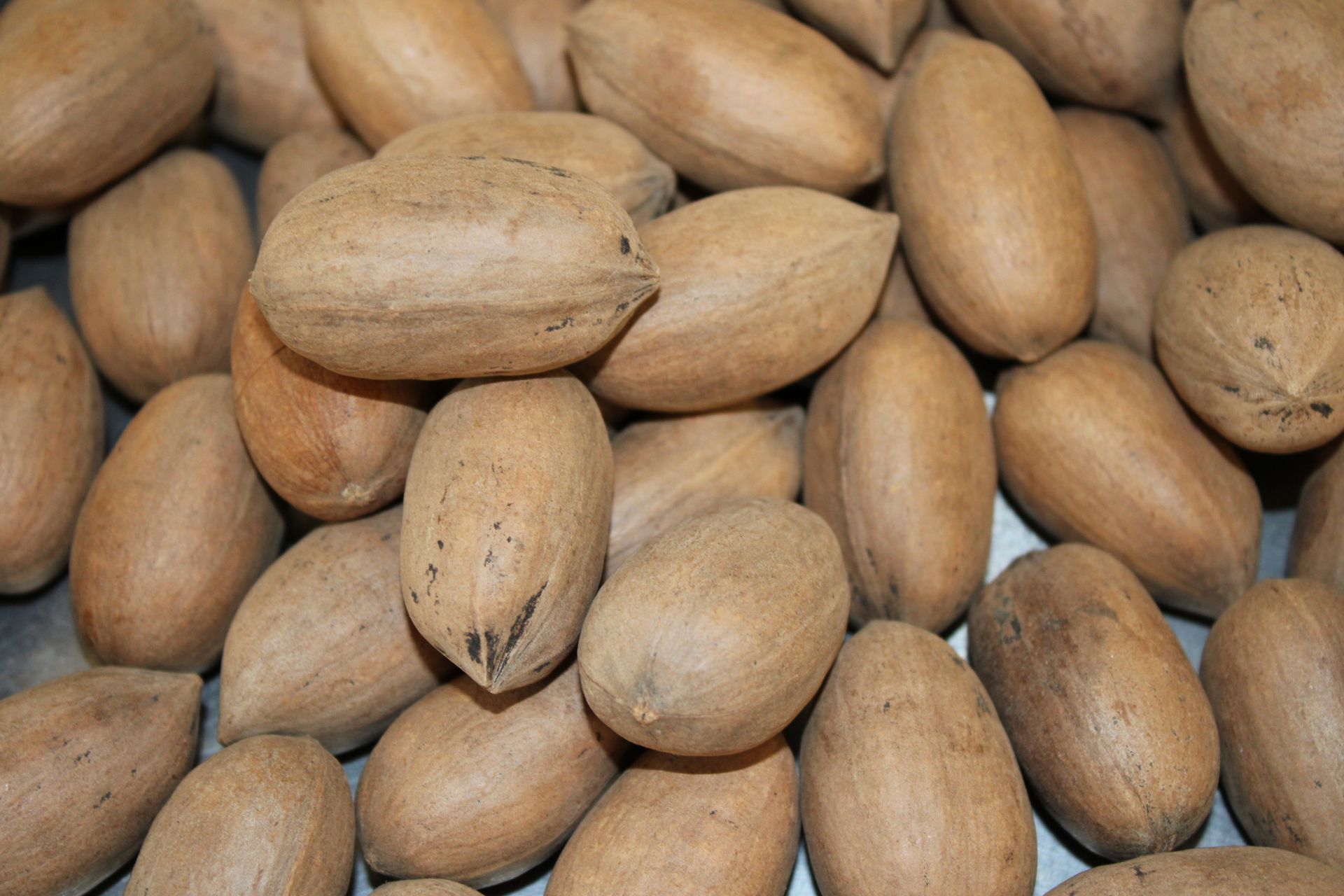 Pile of tan, oval nuts or seeds with textured shells