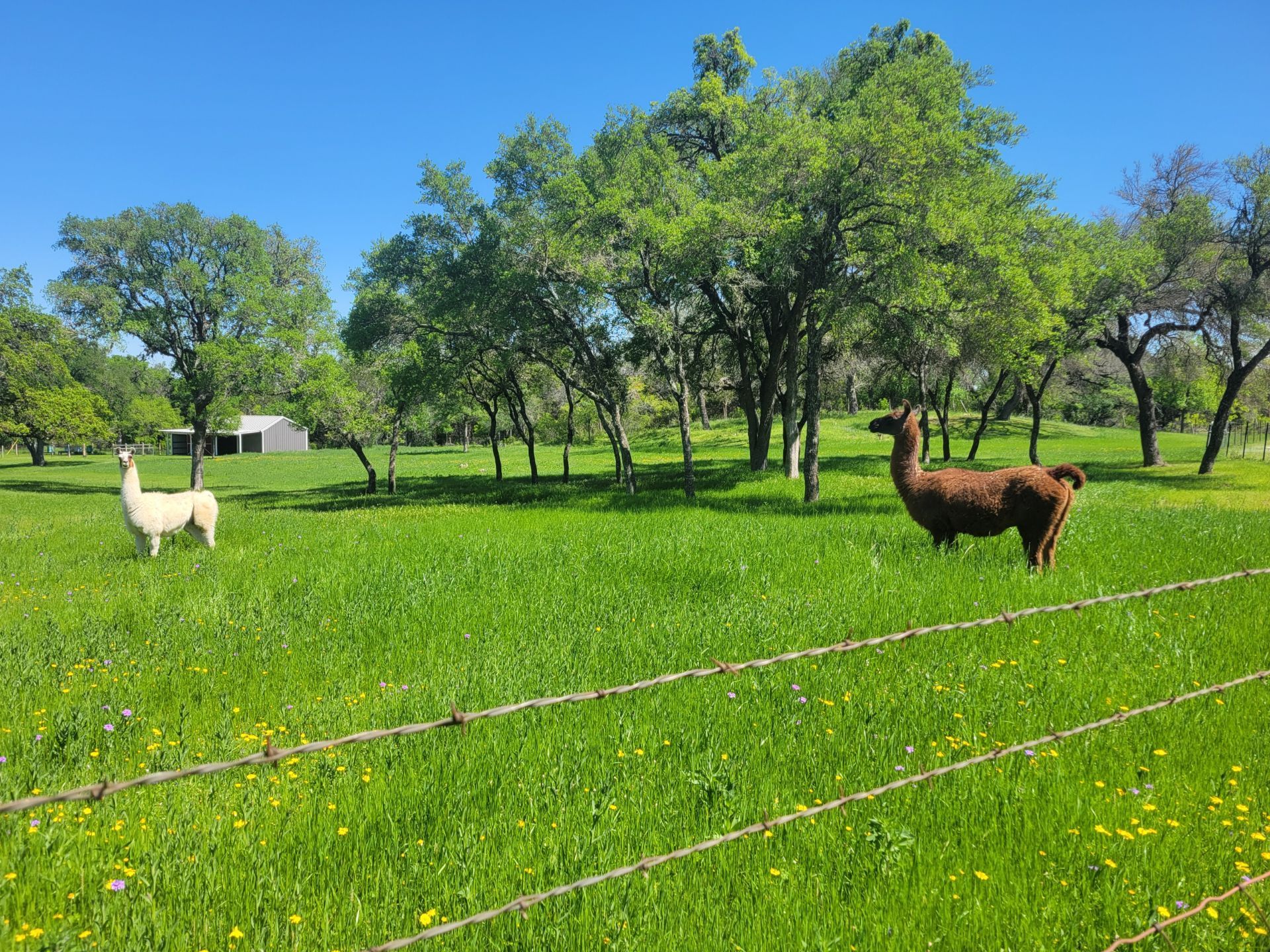 Two llamas are standing in a grassy field behind a barbed wire fence.
