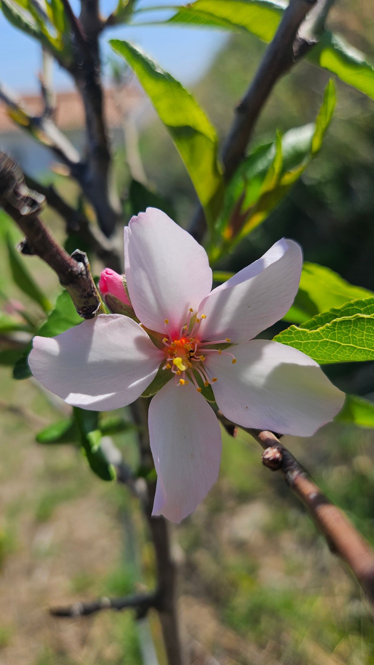 Light pink almond blossom with yellow center and green leaves.