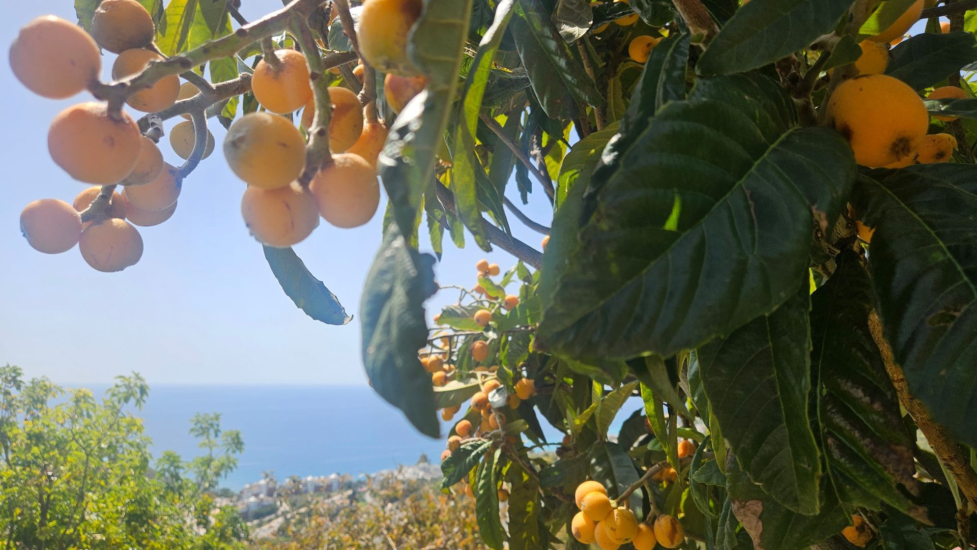 Loquat tree with ripe, orange fruit hanging from branches, ocean visible in the background.