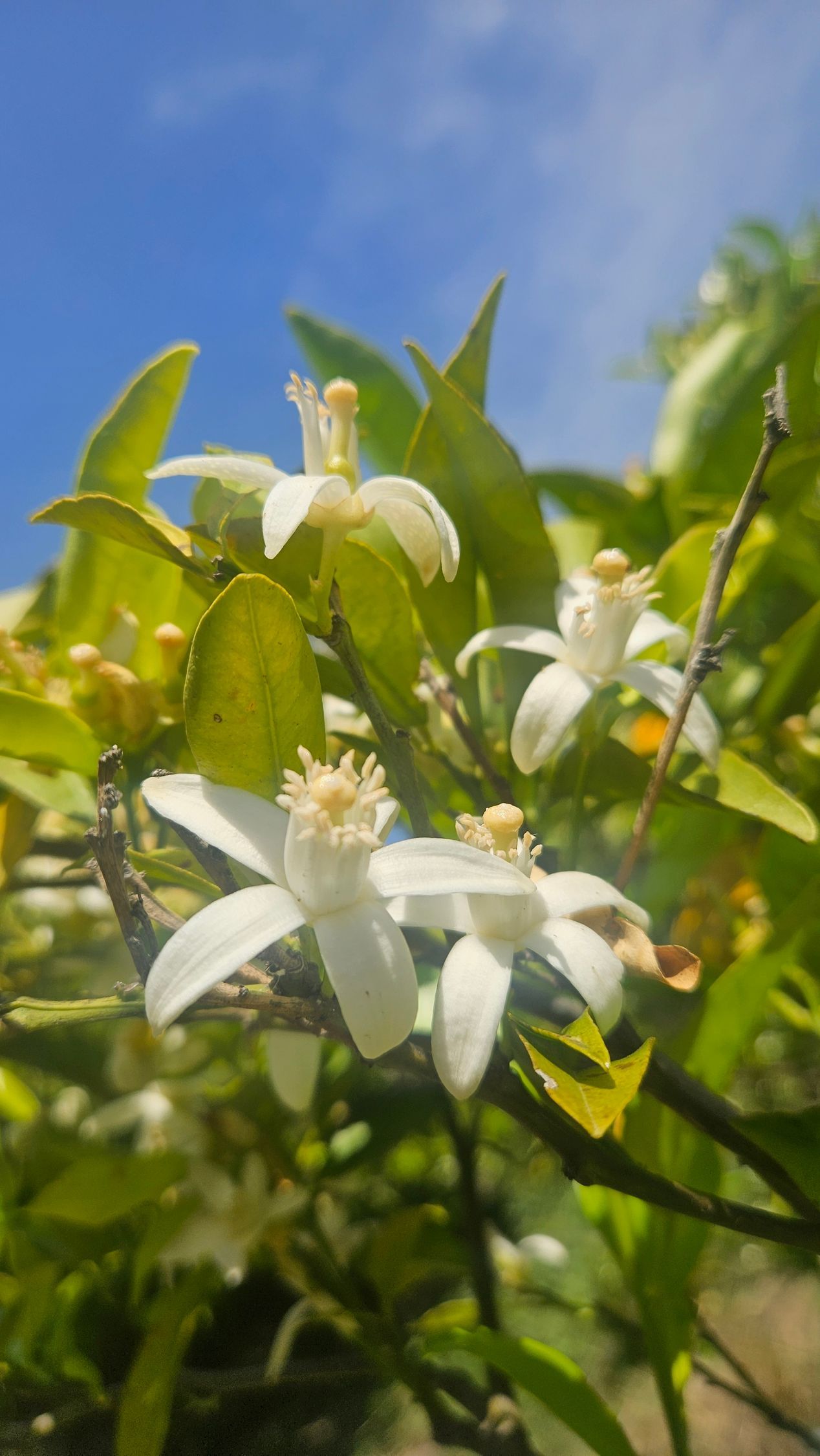 White orange blossoms with yellow stamens against a bright blue sky.