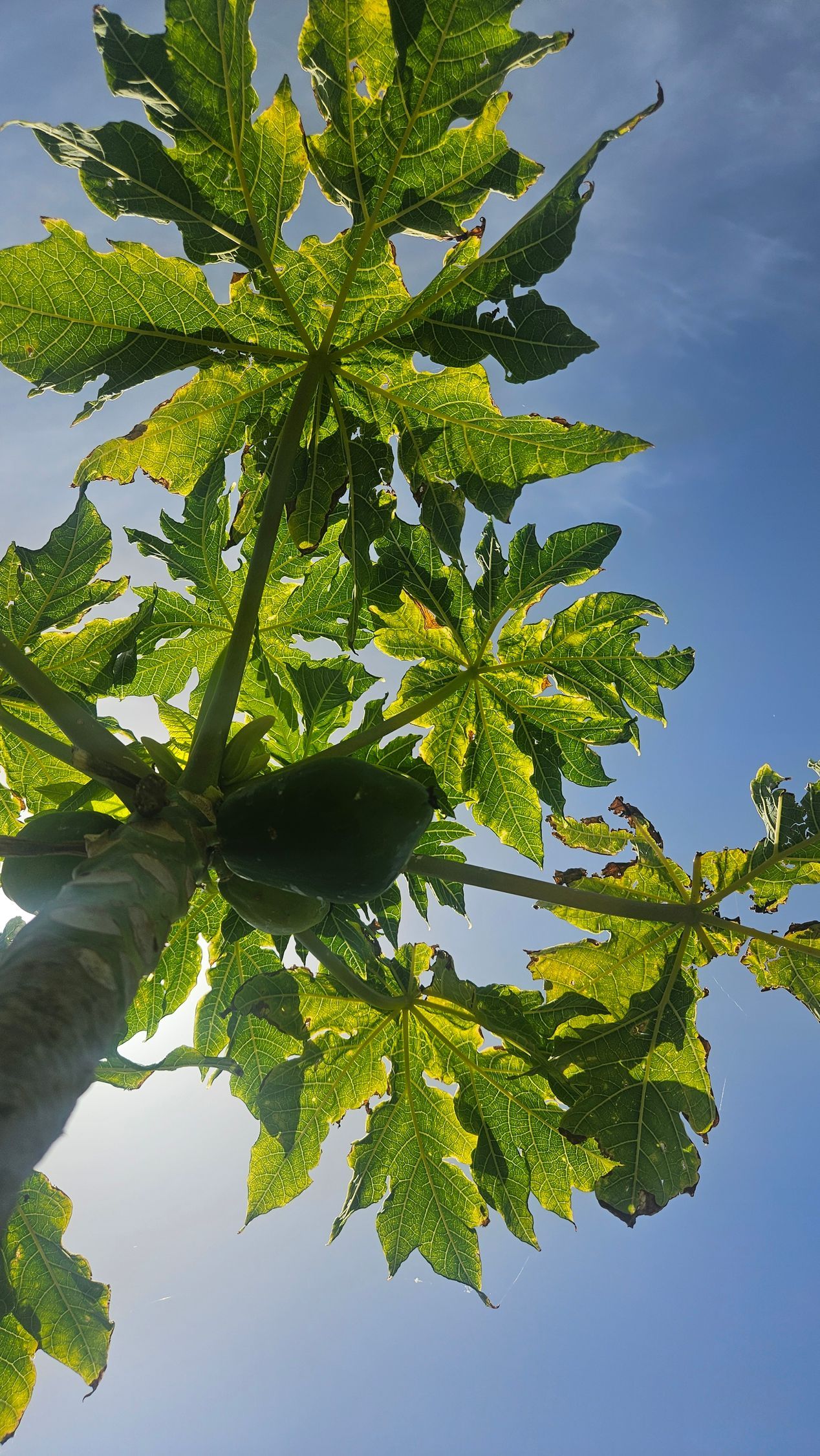 Papaya tree with green leaves and a green fruit against a blue sky.