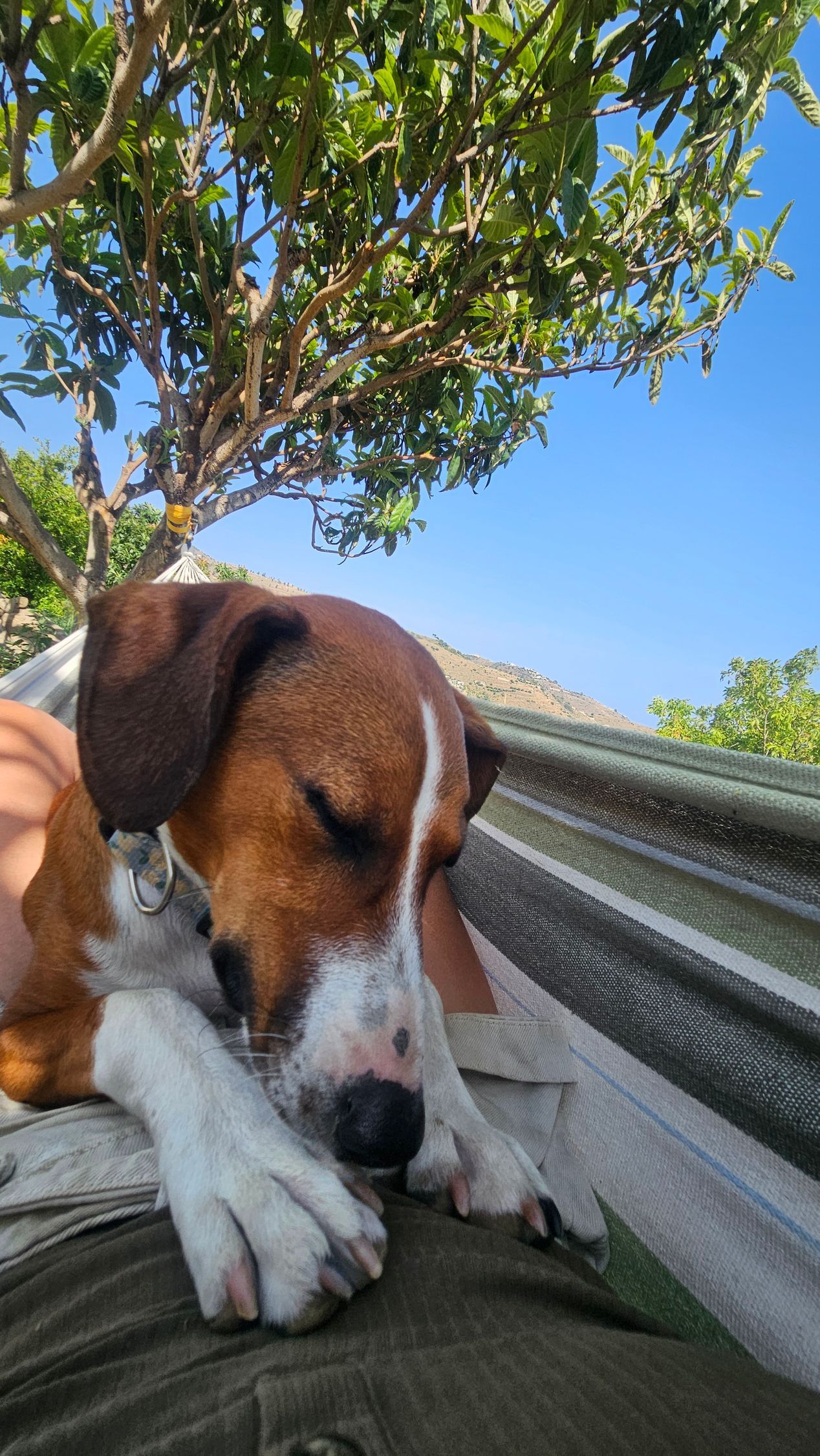 Dog with brown and white fur sleeping in a hammock under a tree, blue sky in background.