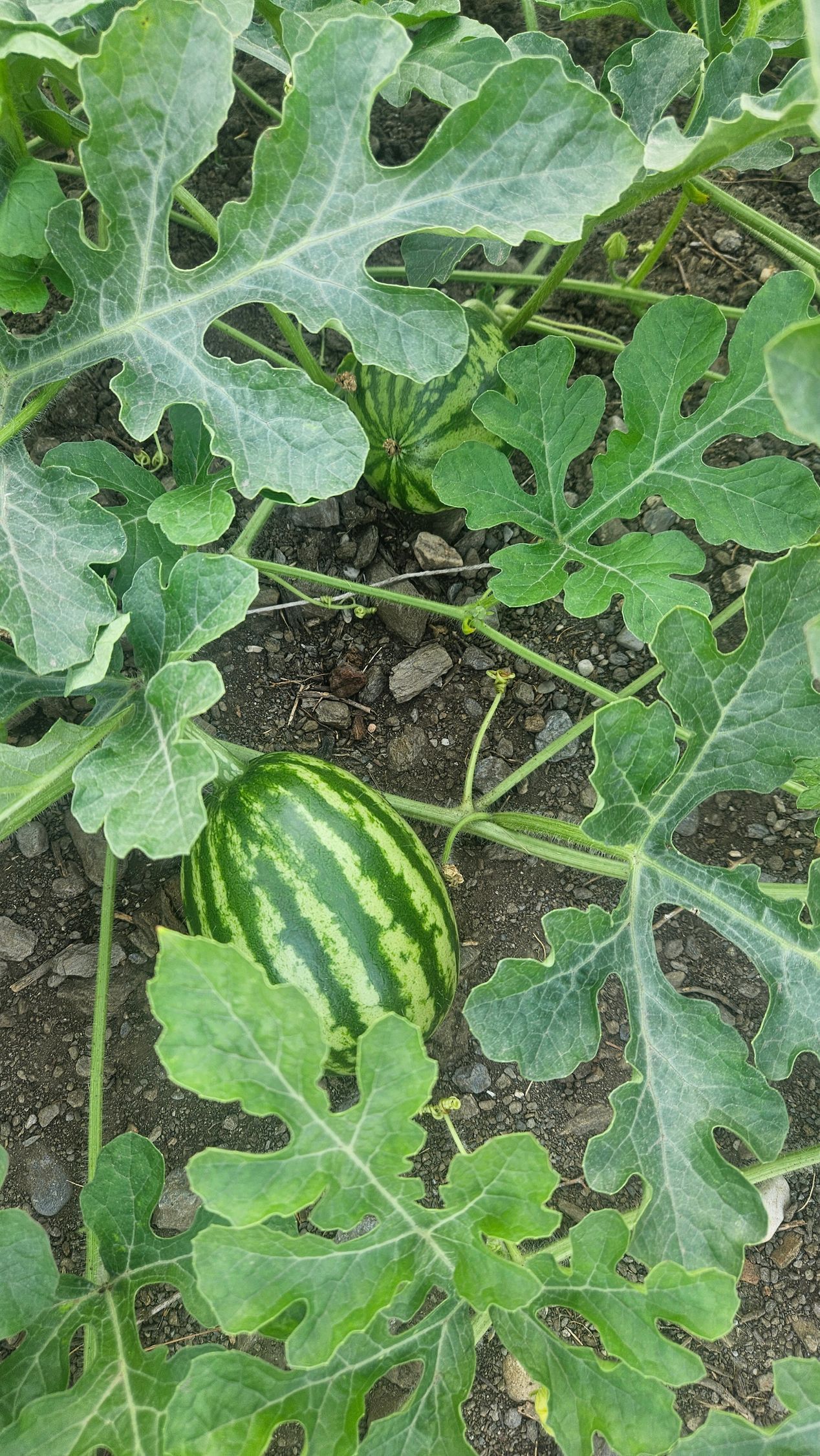 Small green striped watermelon growing in a garden among large green leaves.