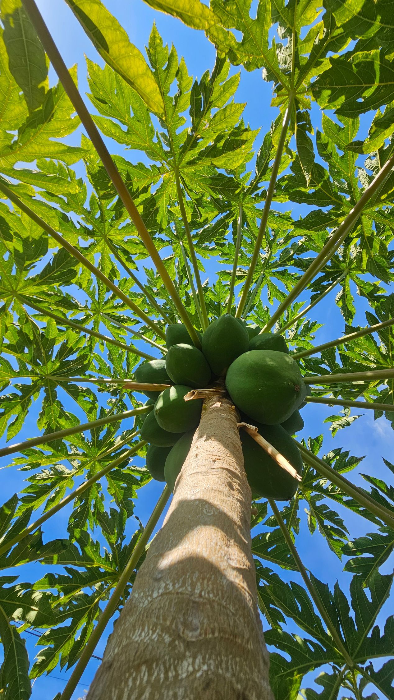 View from below of papaya tree trunk, green fruit, and bright green leaves against a blue sky.