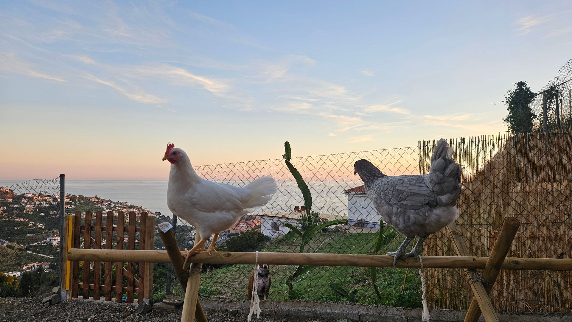 Two chickens perched on a wooden fence, overlooking a coastal town at sunset.
