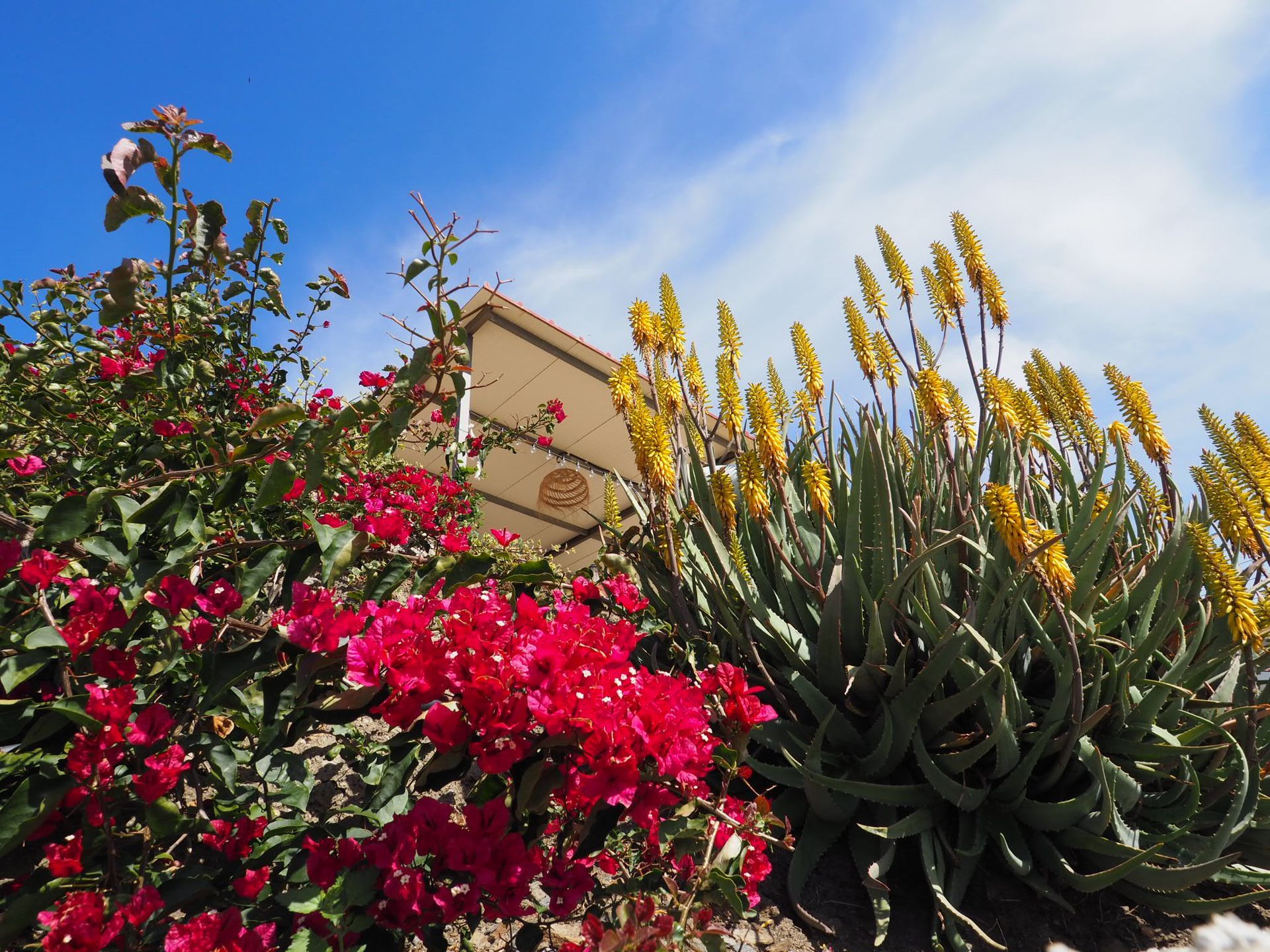 Red and yellow flowers in bloom against a bright blue sky.