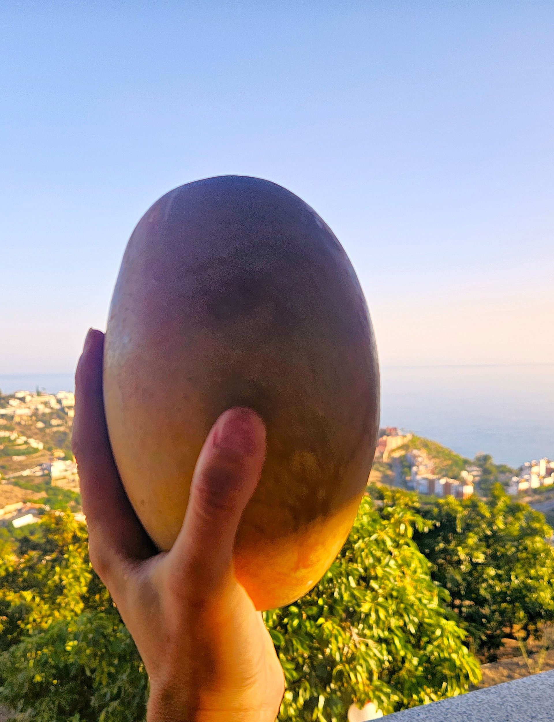 Hand holding a large, oblong mango against a sunny coastal view with green trees and a blue sky.