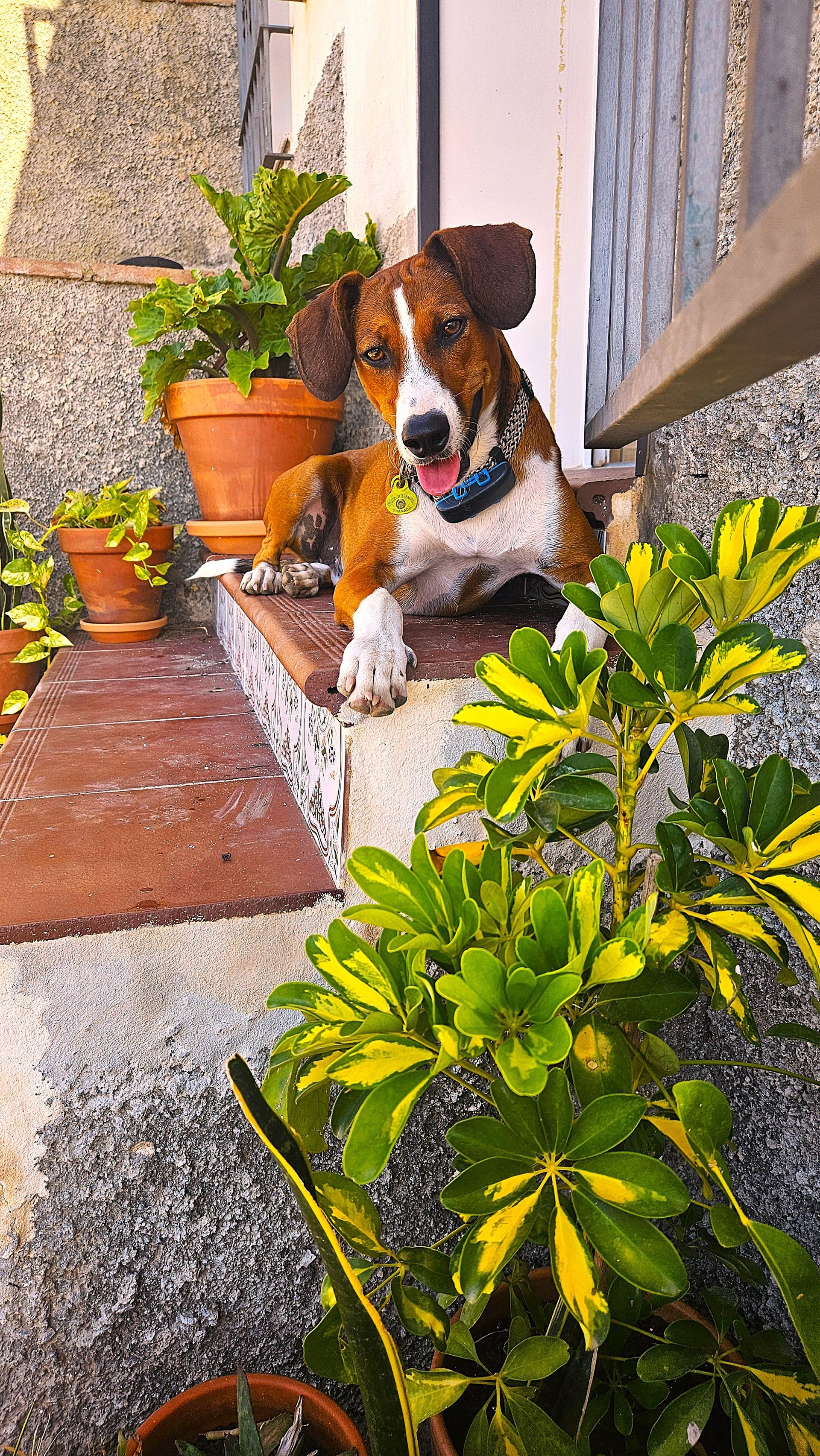 Dog with brindle markings rests on steps near potted plants, tongue out.