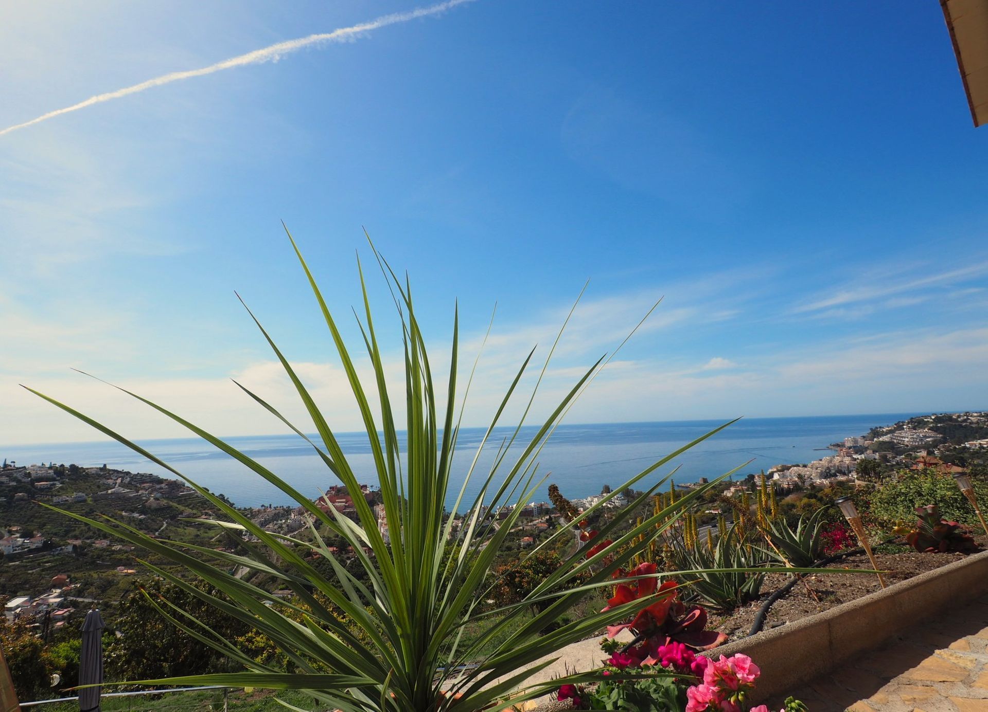 Bright sunny day, overlooking a blue ocean. Green spiky plant in the foreground, flowers, and buildings in the distance.