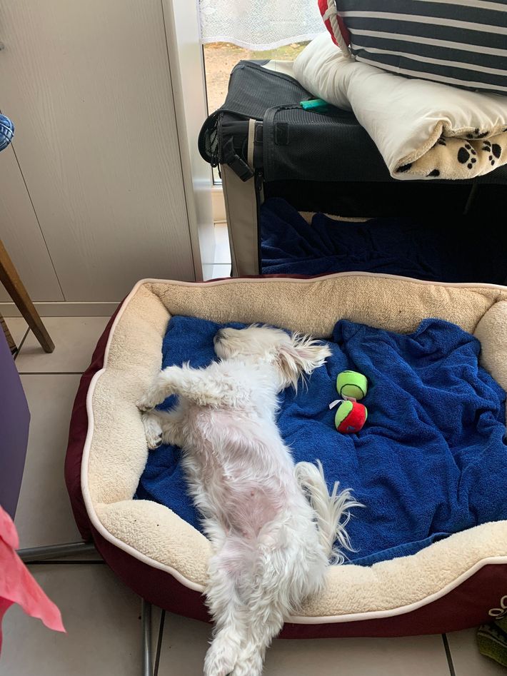 Hundebetreuung Oldies but Goldies in Lyss