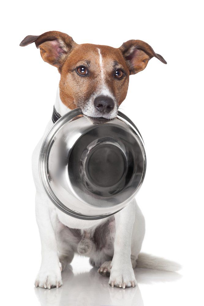 Dog — Butcher in Darwin