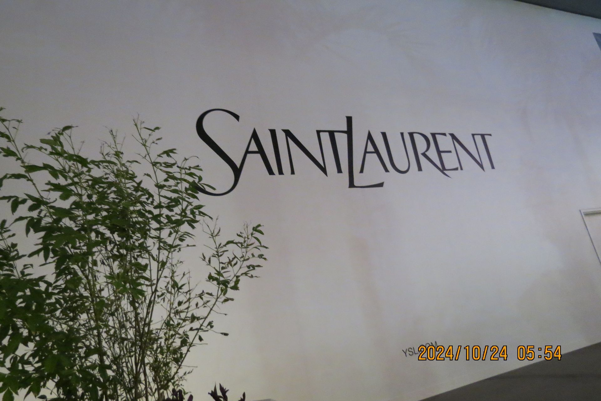 Saint Laurent logo on a white wall with greenery in the foreground.