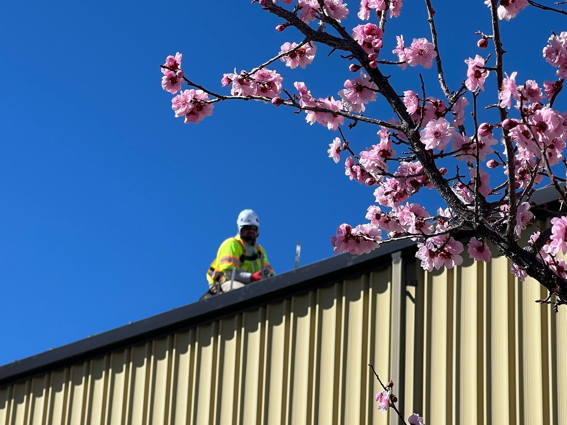 Person in safety vest working on a metal roof, cherry blossoms in bloom above against a clear blue sky.