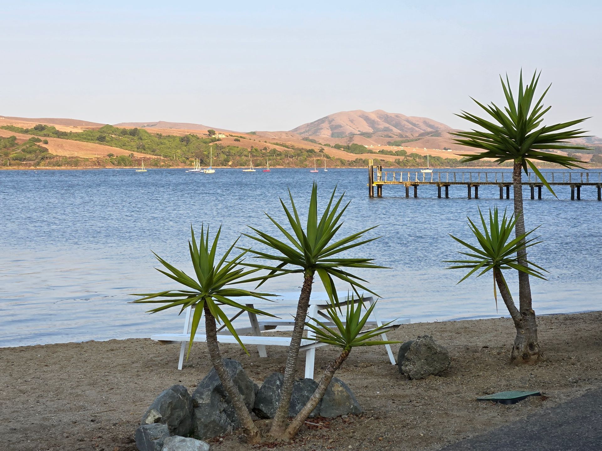 A beach with palm trees and a dock in the background