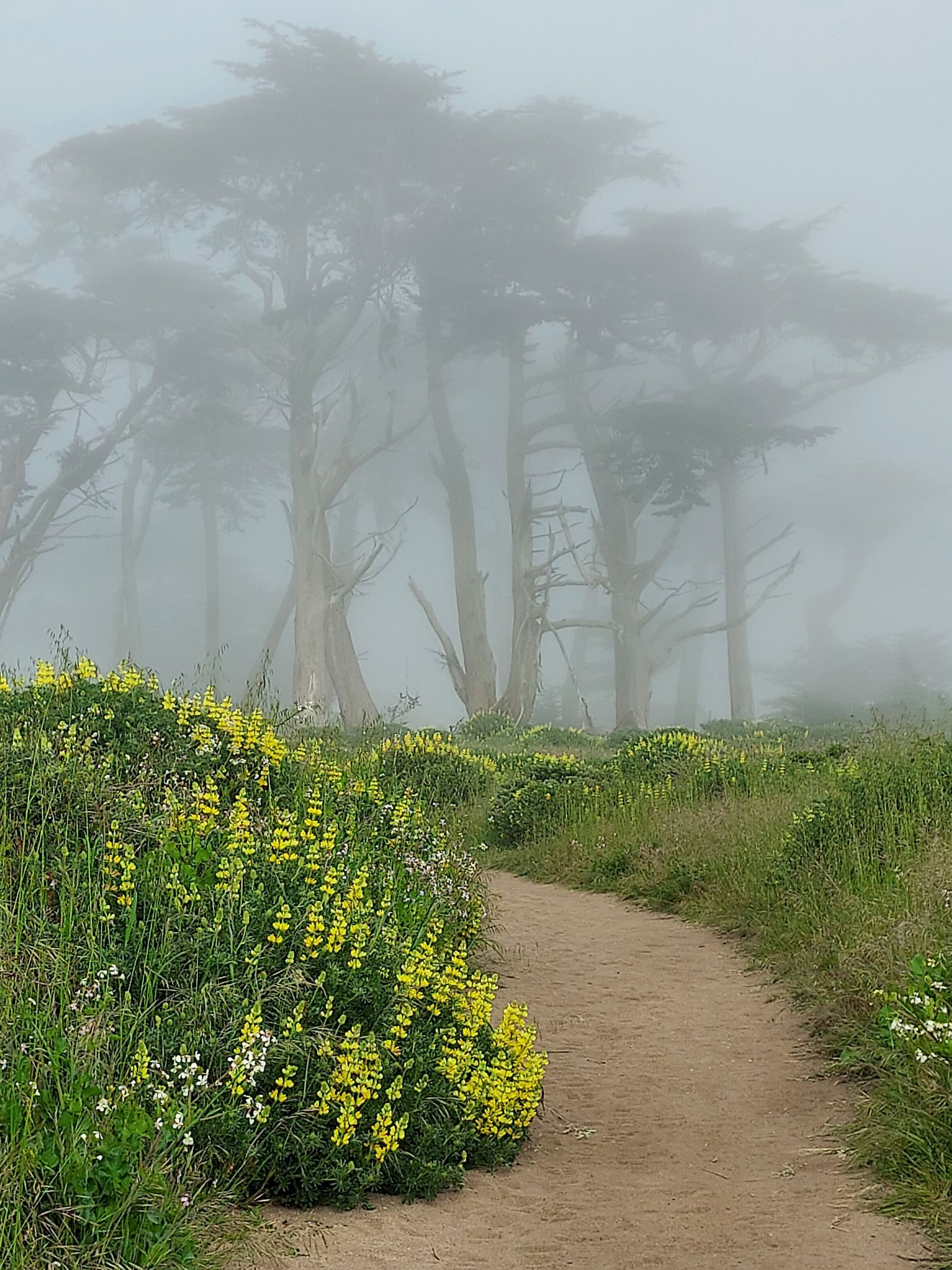 Foggy distance with up close yellow wildflowers