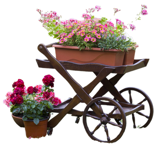 Carriola di legno con fiori rosa e vaso di fiori rossi, isolata su sfondo bianco.