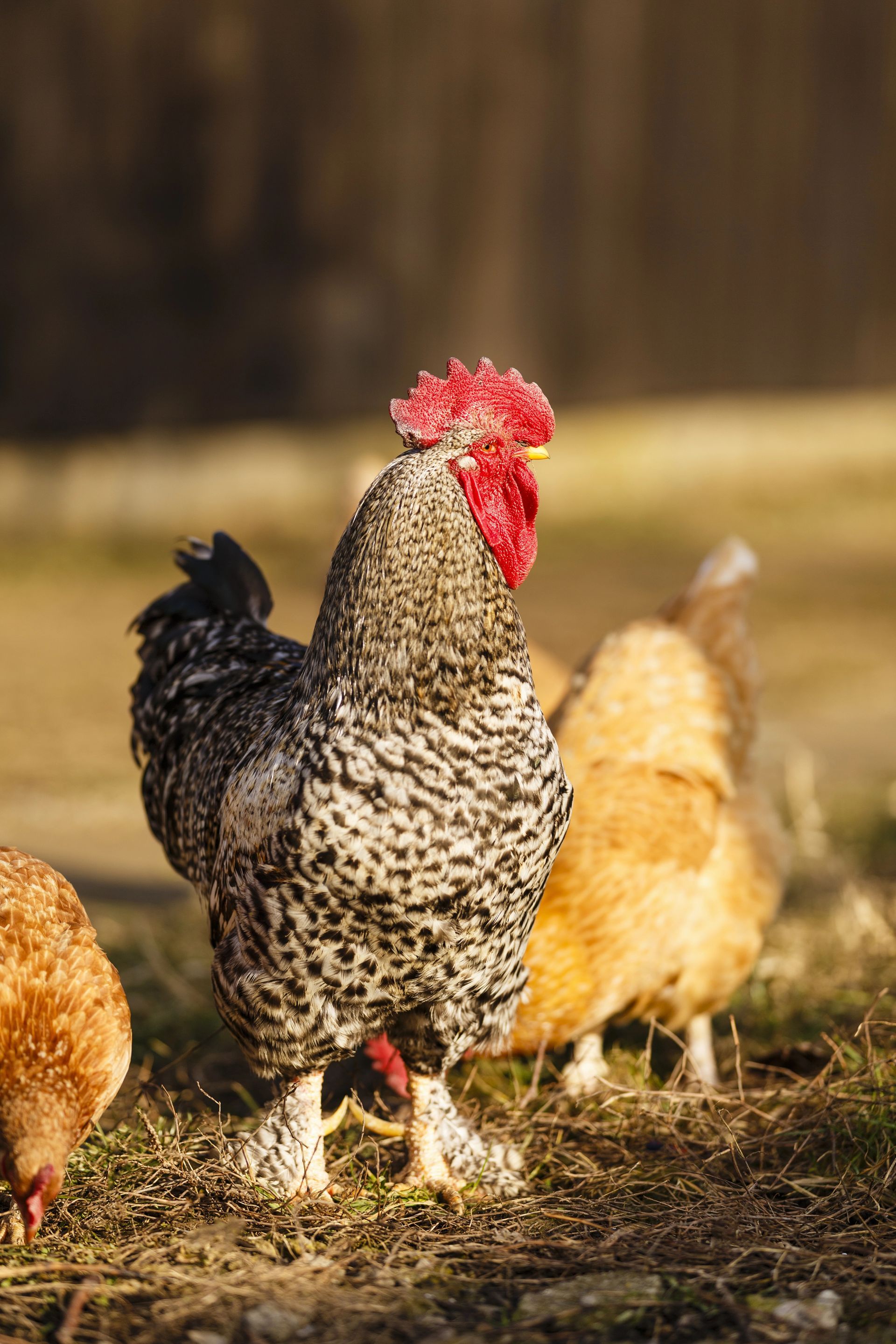 Gallo maculato in piedi con le galline in un cortile erboso di una fattoria