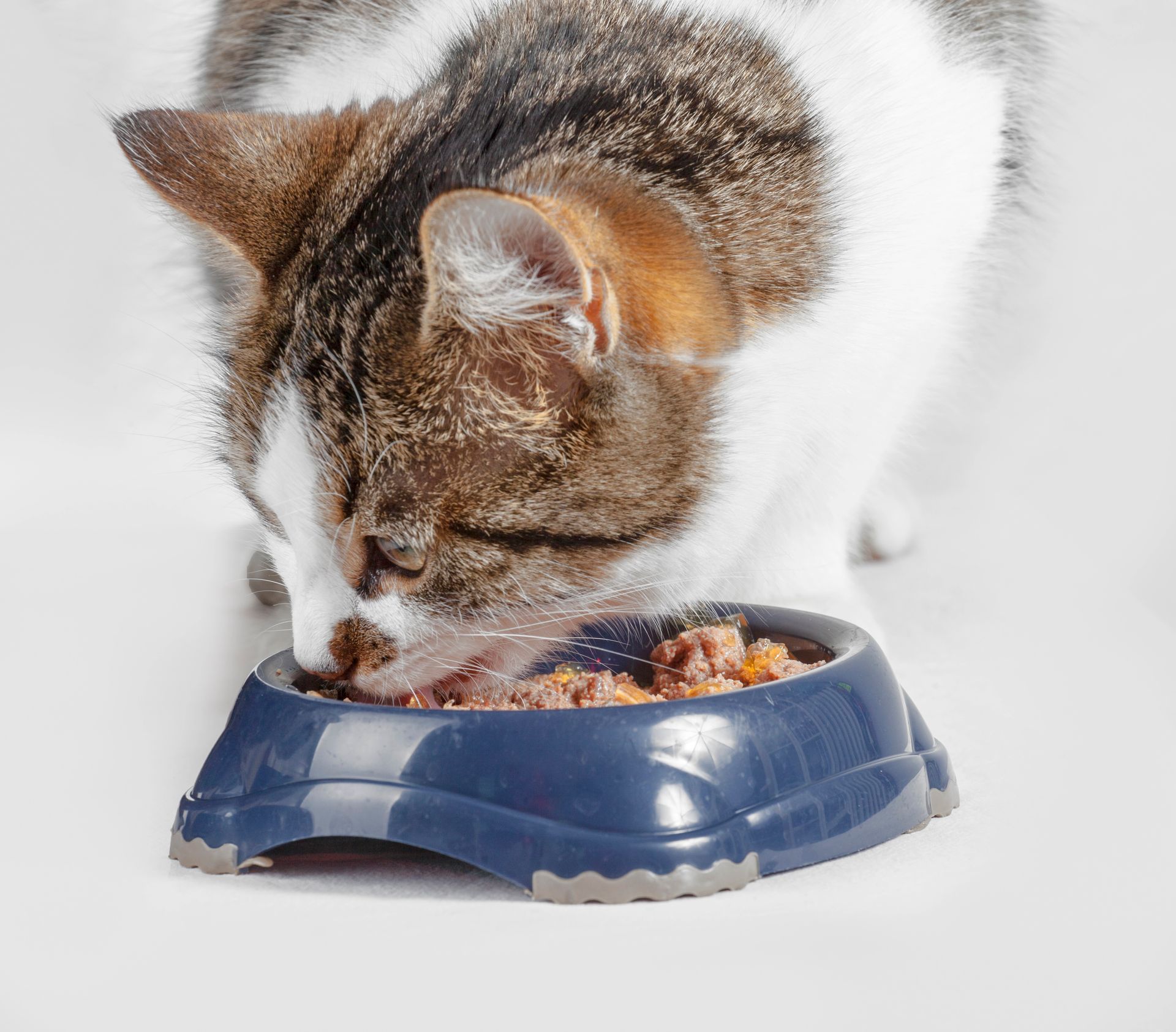 Gatto tigrato che mangia da una ciotola blu su una superficie bianca
