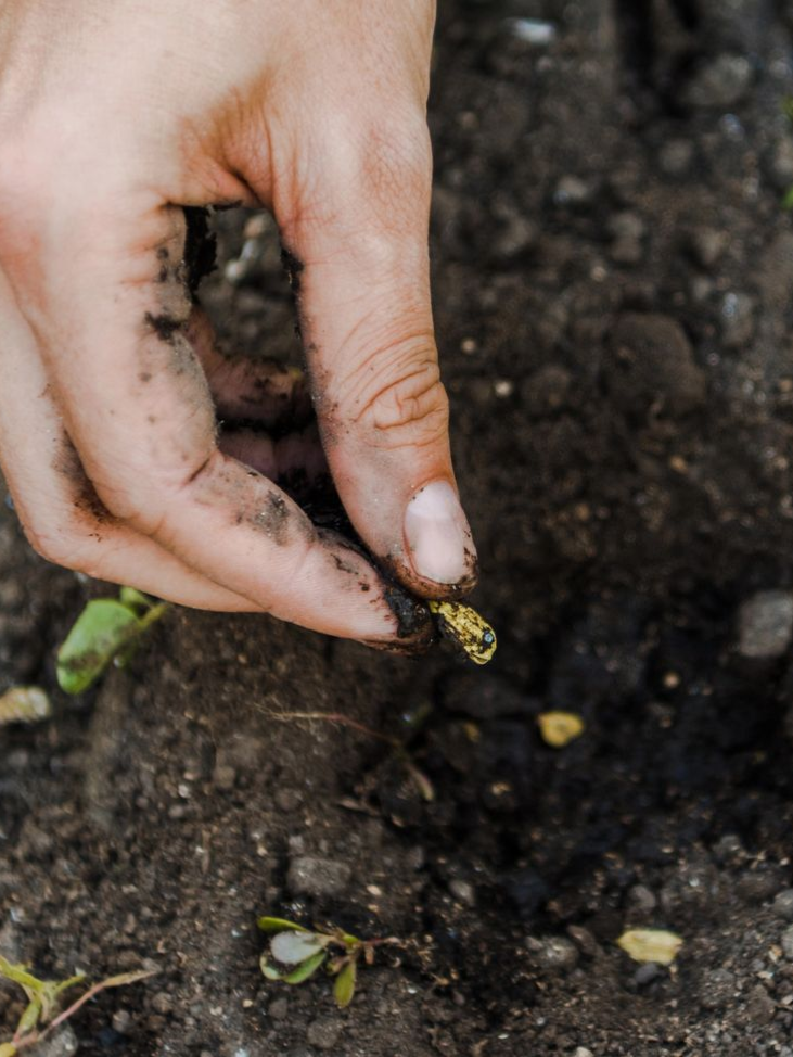Piantare a mano una piccola piantina in un terreno scuro