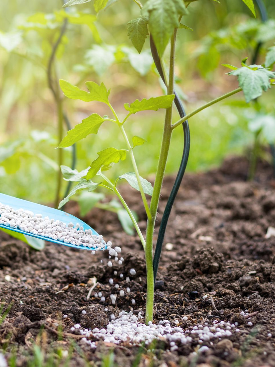Una giovane piantina di pomodoro viene annaffiata all'aperto in un terreno fertile.