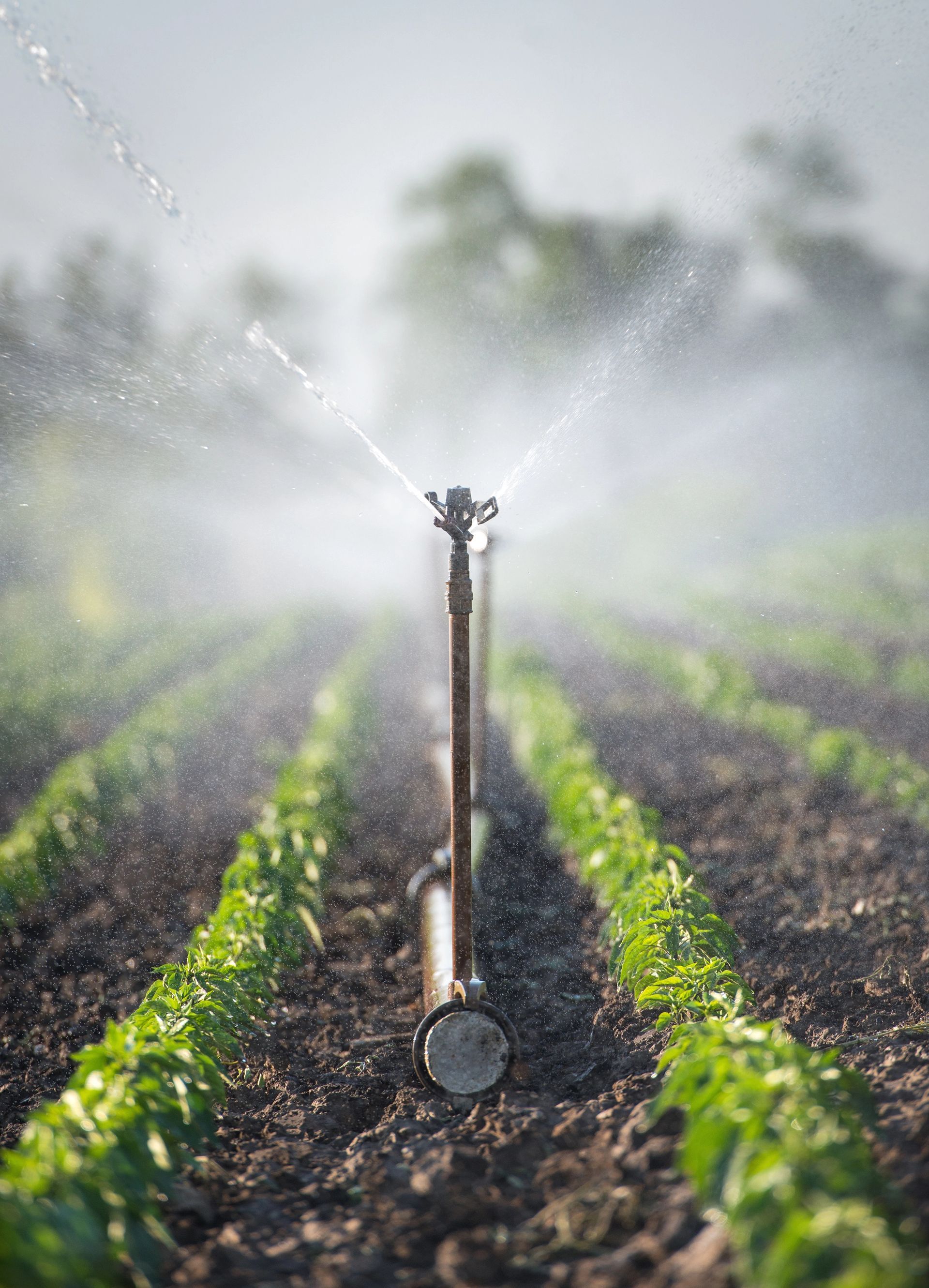 Irrigatore che innaffia file di colture verdi in un campo