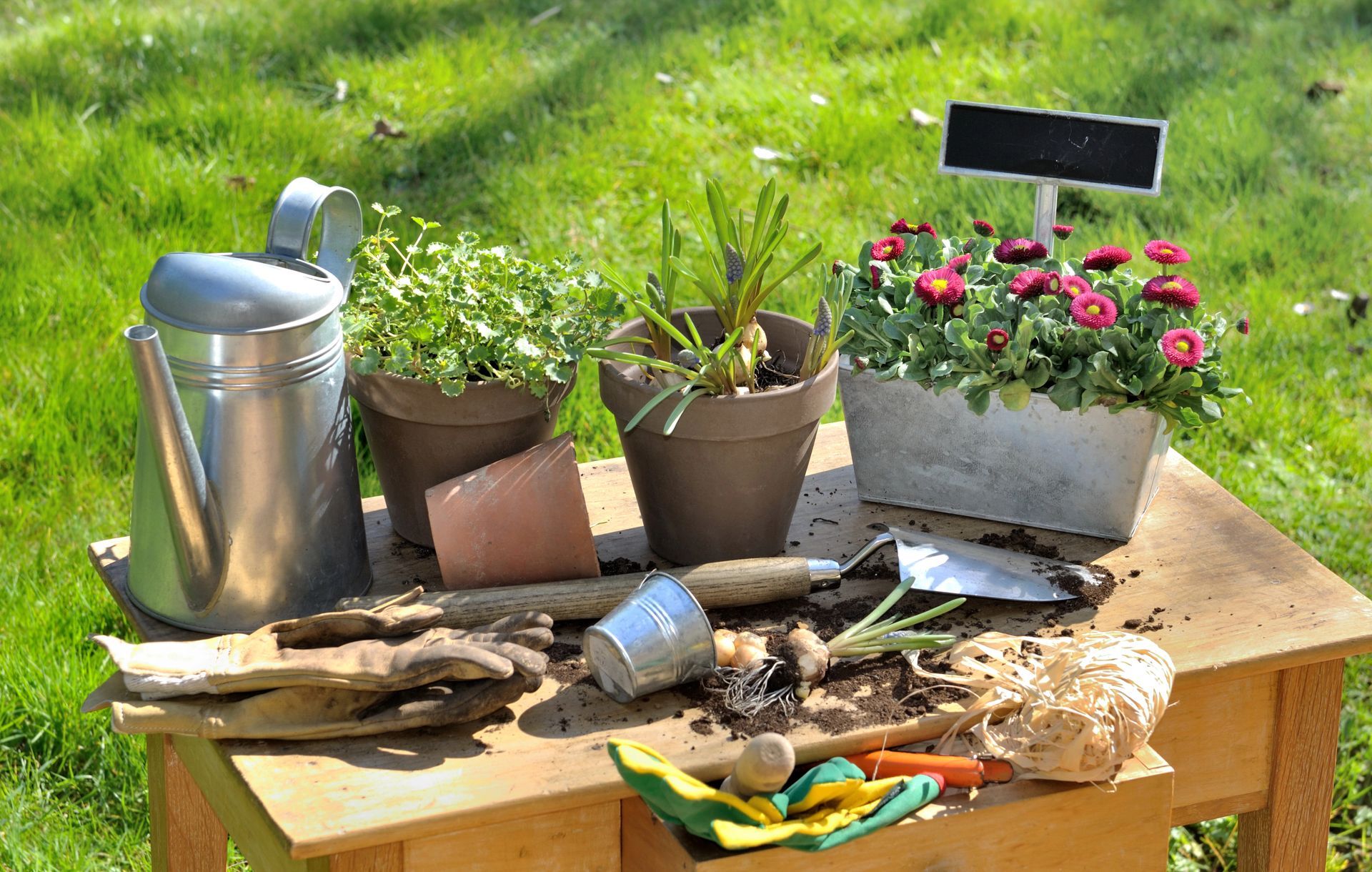 Attrezzi da giardinaggio, piante in vaso e un annaffiatoio di metallo su un tavolo di legno all'aperto in un giardino.