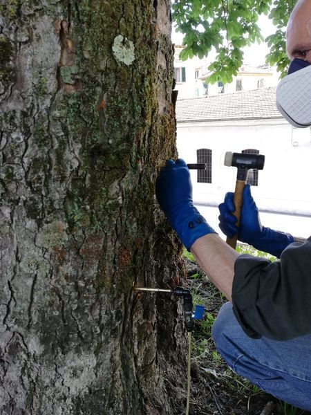 Una persona con i guanti blu scatta foto al tronco di un albero con una fotocamera portatile vicino al lungomare.