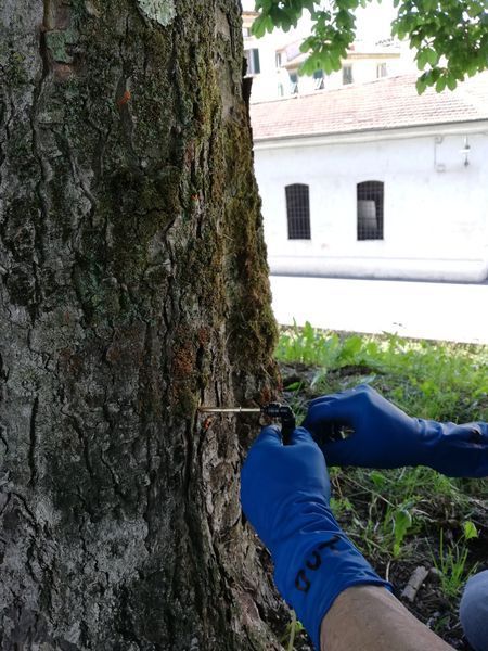Mani con guanti blu che usano un attrezzo sul tronco di un albero all'aperto vicino a un edificio bianco
